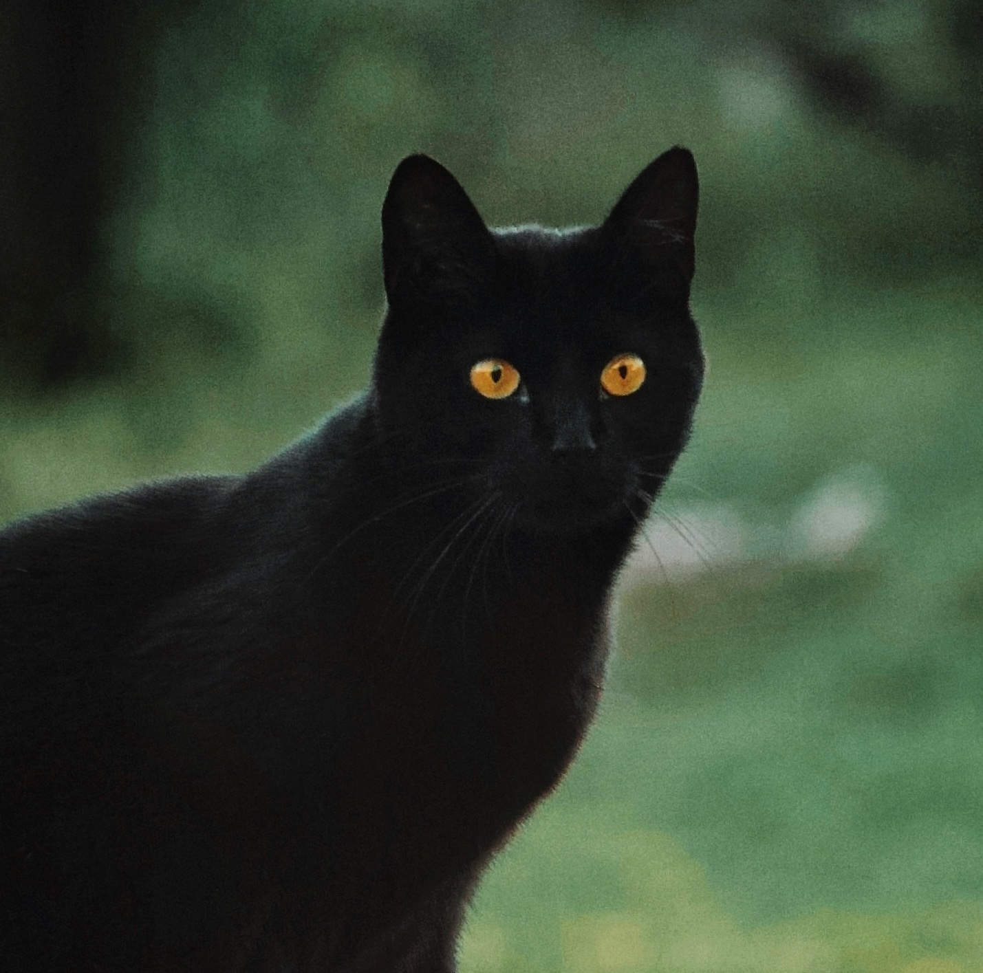 A photograph of a black cat that is looking at the viewer. The cat has bright green eyes. Credit: Kristen O Karlsen 